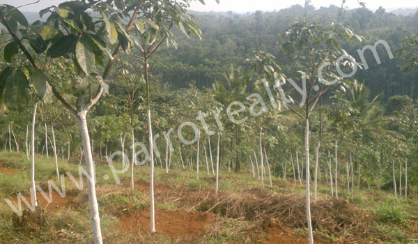 Agricultural Land Investment Opportunity in Kallodi, Wayanad! 