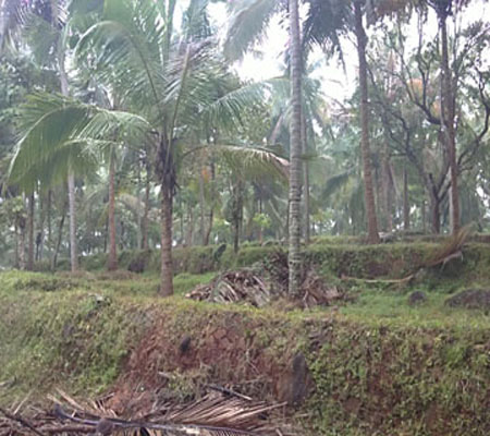 agricultural land for sale in muthalam (rec), calicut