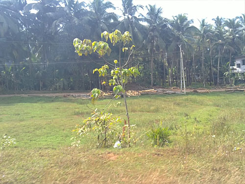 27 cent commercial land for sale in thodayad by pass road calicut