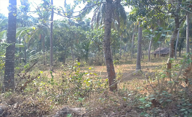 commercial / agriculture / residential land for sale in chathamangalam, calicut