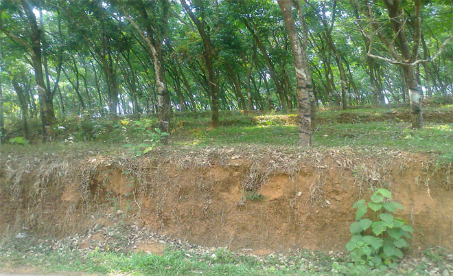 agricultural land for sale