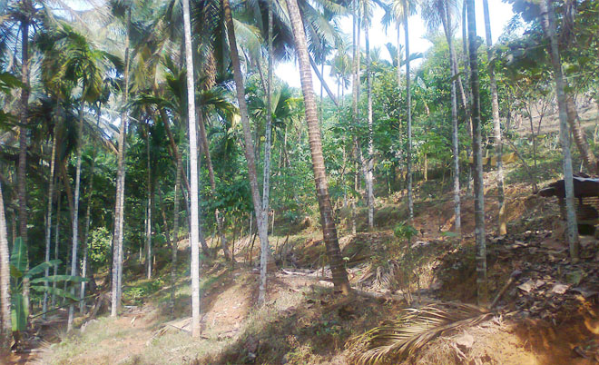 agricultural land & small house for sale