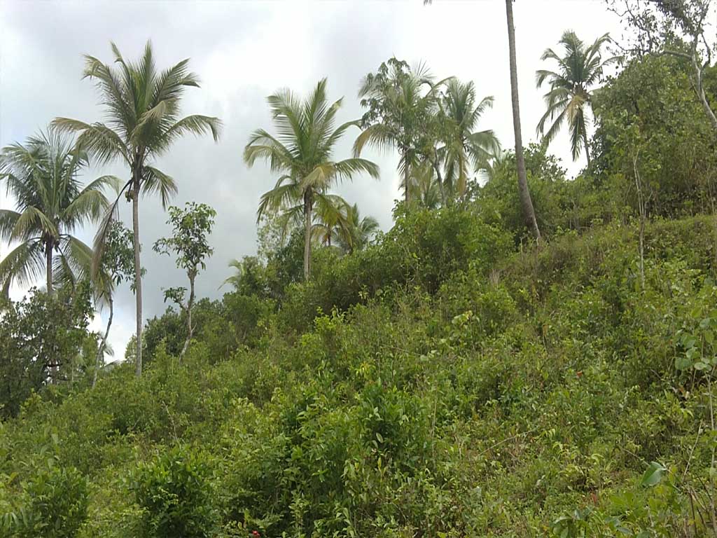 very good villa land/commercial property with low cost in calicut