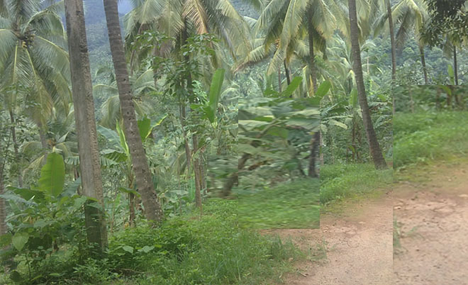 agricultural land for sale