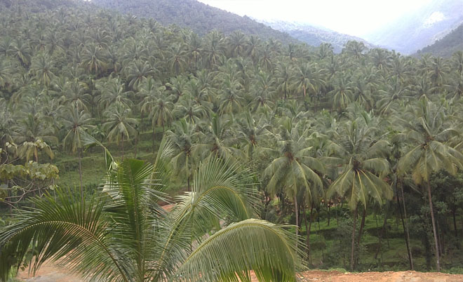 agricultural land for sale