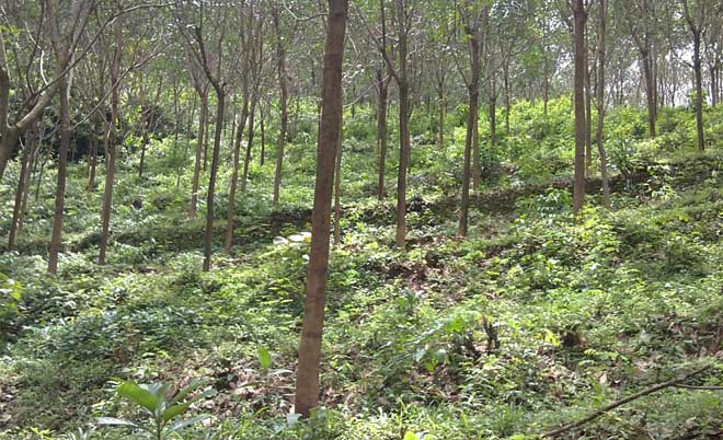 rubber estate for sale