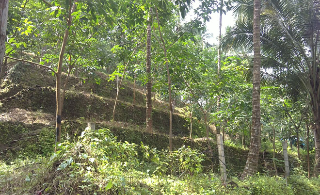 rubber estate for sale