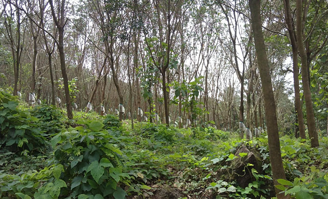 rubber estate for sale