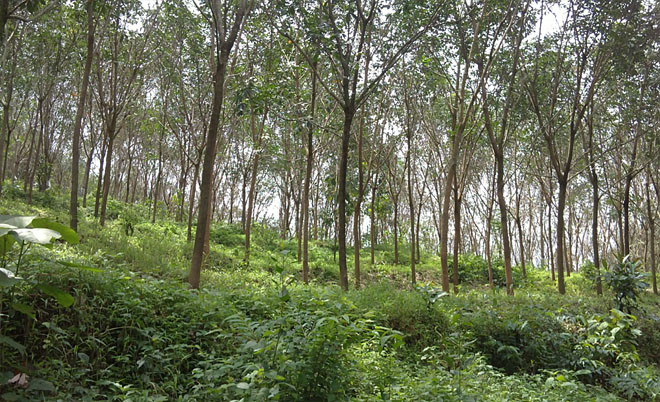 rubber estate for sale