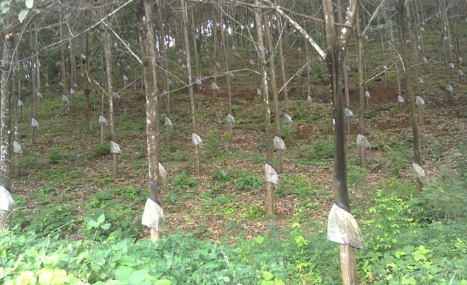 rubber estate for sale