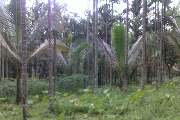 farm house with 3 acre land for sale ,agriculture land,farm land for