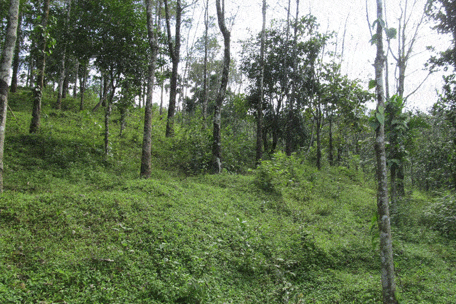 farm land independent house for sale in wayanad