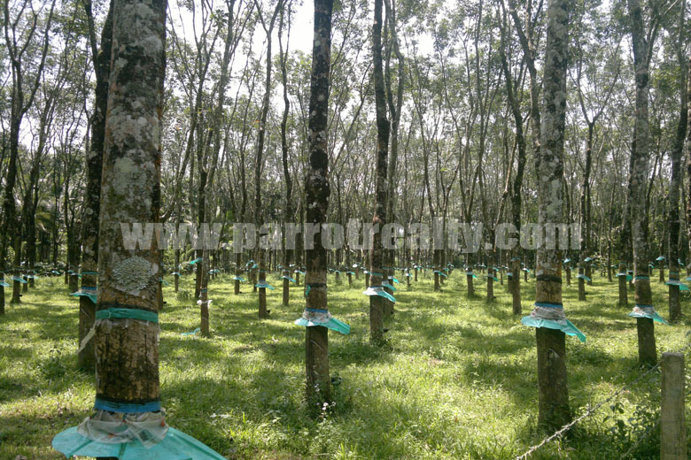 perfect agricultural investment opportunity!