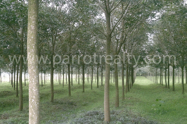 great value! 3acre agricultural land for sale!-very attractive rubber estate-every one will