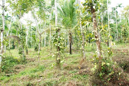real estate in wayanad.properties in wayanad