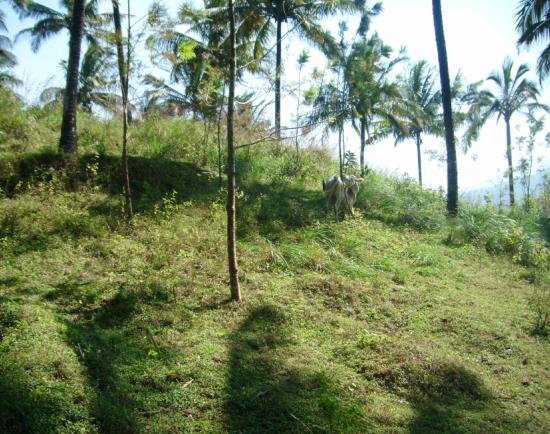 a beautiful 6.5 acres of land, suitable for resort/ weekend homes is