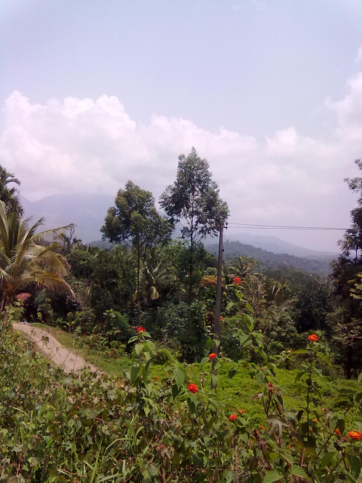 resot,homestay ,land for sale in wayanad-wayanad tourism