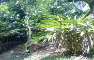 real estate investment in wayana-real estate wayanad-property wayanad-house plot.comercial plot in wayanad-agricultur