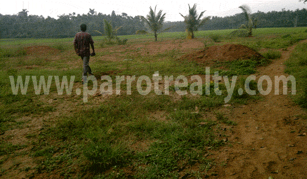 agricultural investment opportunity in wayanad!