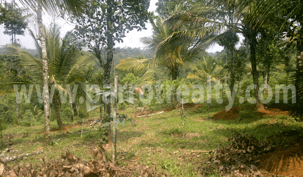 perfect investment opportunity! in wayanad land of tourism