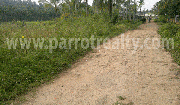 great views! 37cent paddy field for sale in wayanad
