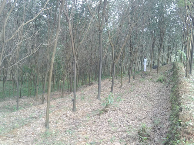 rubber estate for sale