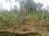 80 cent land near the famous tourist place tirunelly temple in wayanad
