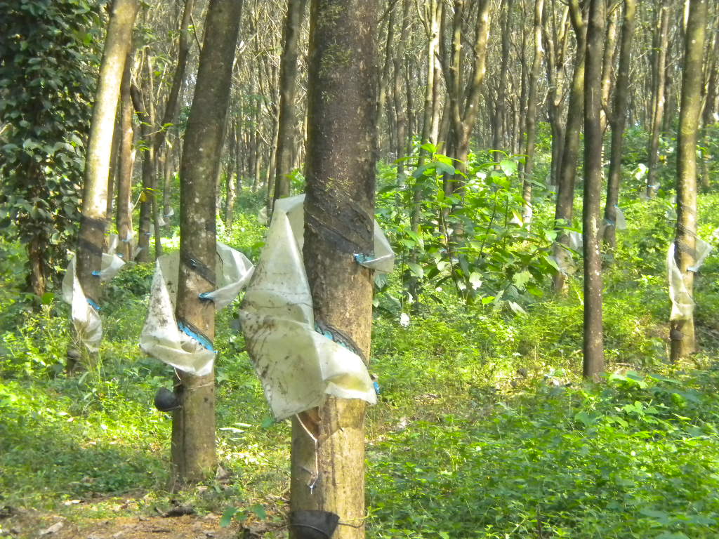 calicut rubber estate