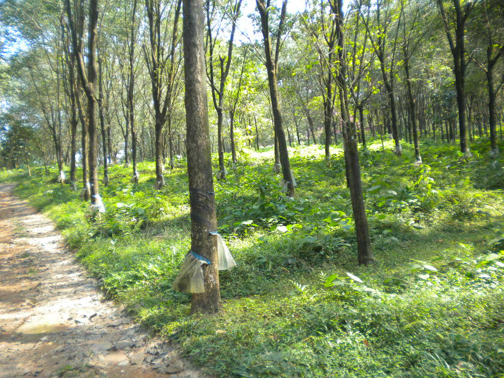 rubber plantation for sale in wayanad , kerala