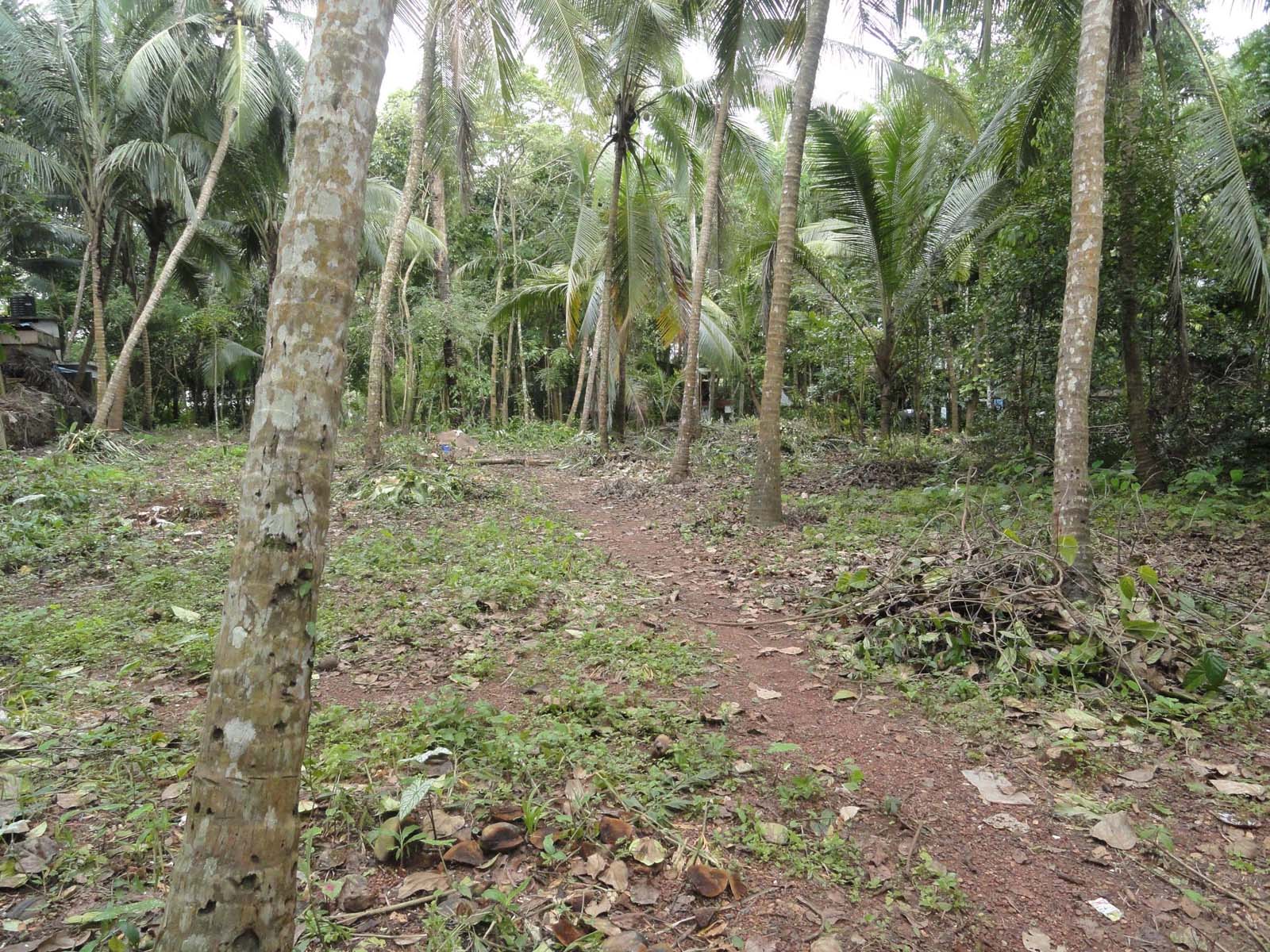 30.50 cent residential land at pavangad