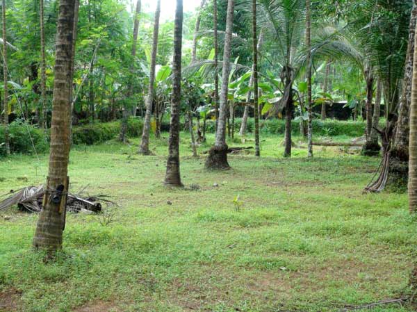 residential land / plot for sell at calicut