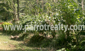 opportunities! 2acre agricultural land for sale!