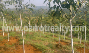 investment opportunity in kallodi, wayanad!