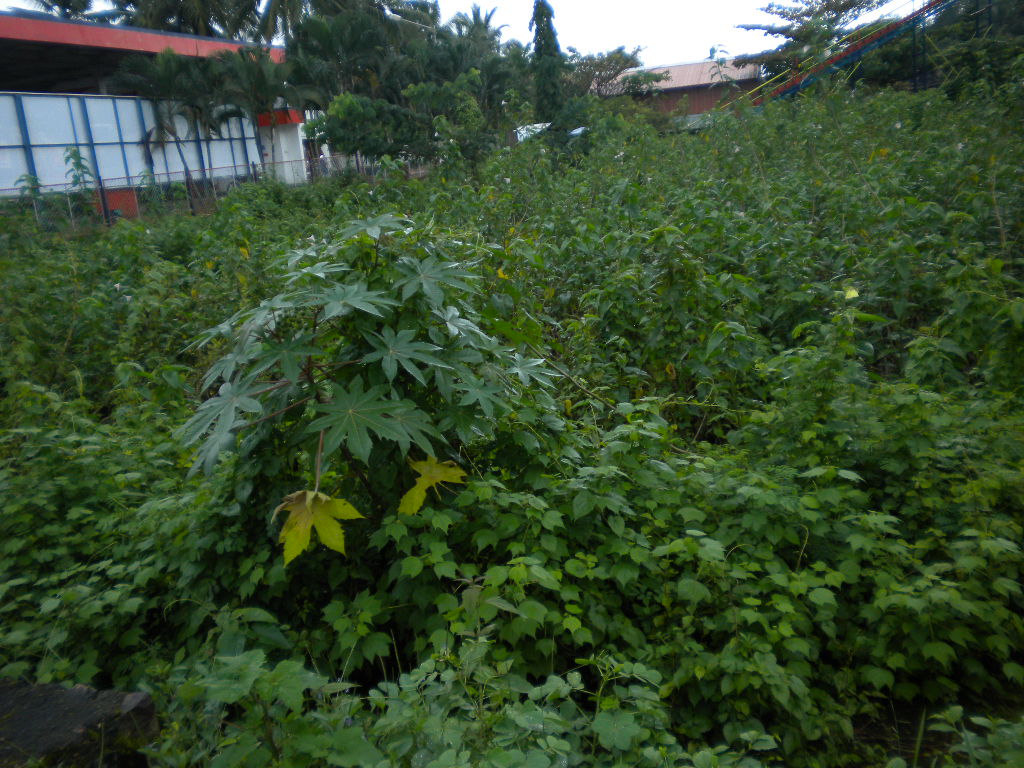 properties in calicut chevayur.