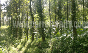 10acre agricultural land for sale in wayanad!