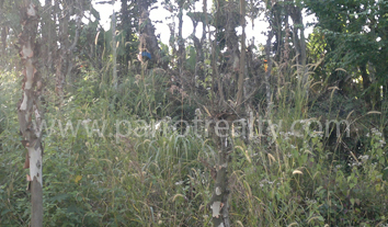 investment opportunity on 4.5acre in padinjarathara dam site