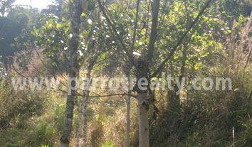 fantastic 4acre land suitable for resort in padinjarathara!