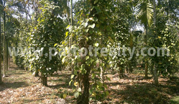 60cent land for sale in anjukunnu!