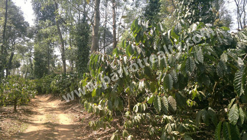 18 acre agricultural land for in in brahmagiri