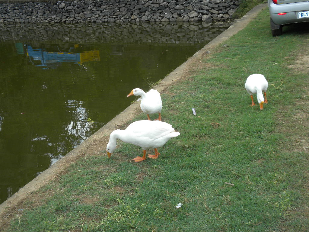 land for sale near in kolavippalam beach kottakkal kunhali marakkar vatakara.