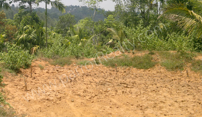 1.25 acre agricultural land for sale in korom !