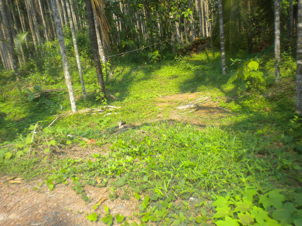 plot for sale at calicut peruvayal.