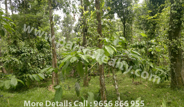 20 cent house plot for sale in near nadavayal.