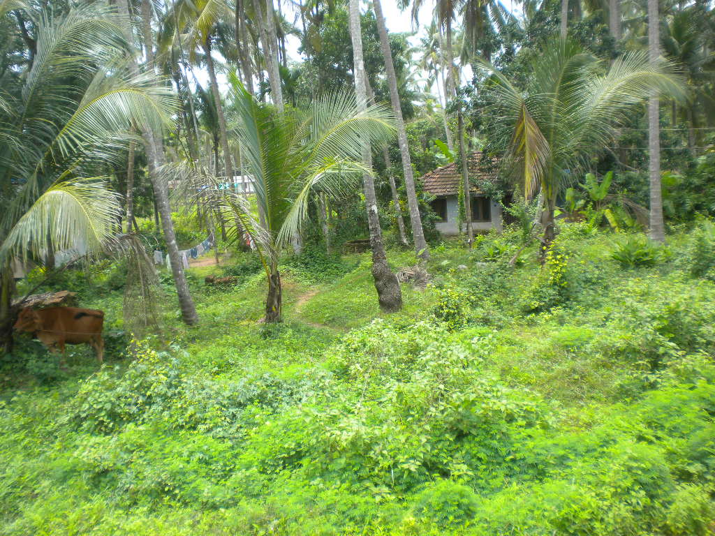 land for sale in malikadavu,vengheri calicut