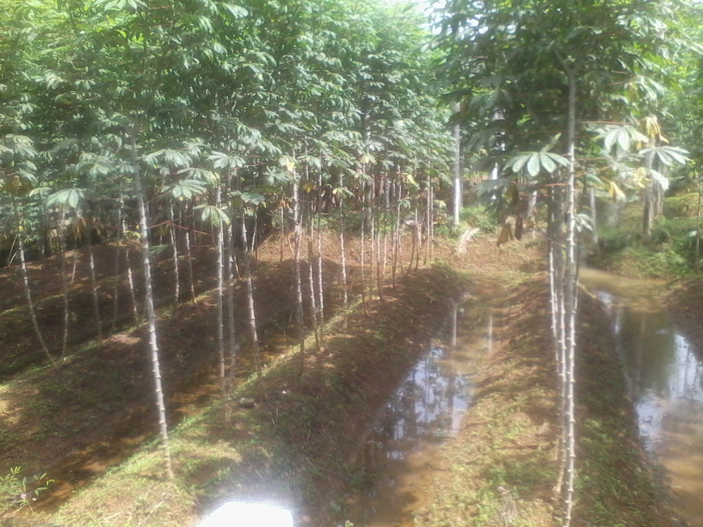vayal