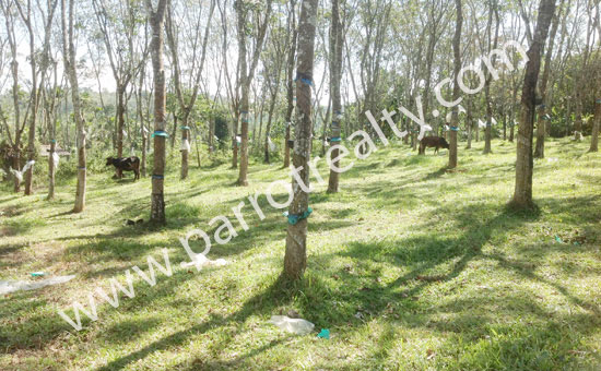 well maintained 1.20acre rubber plantation for sale