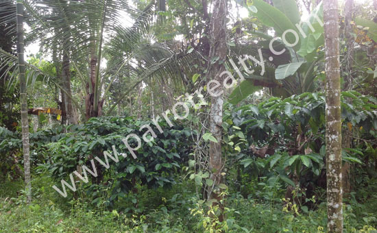 30cent land for sale in koolivayal for 65000/cent