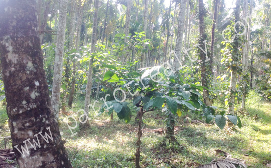 agricultural land for sale in koleri for 17lakh