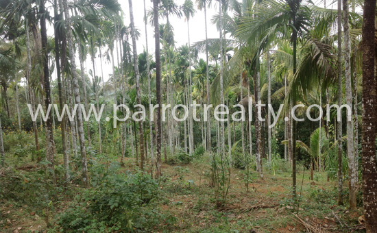 discount price! hurry up! 22cent in kenichira for 6lakh