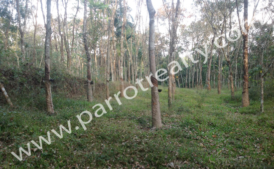 investment opportunity!1.25acre land for sale in paplassery